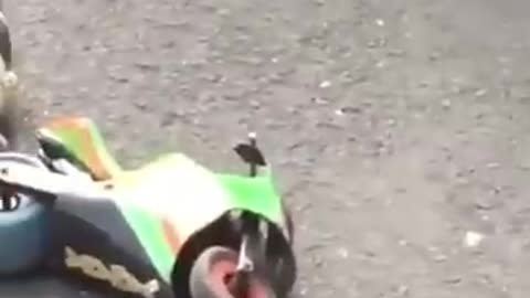 Funny Animal