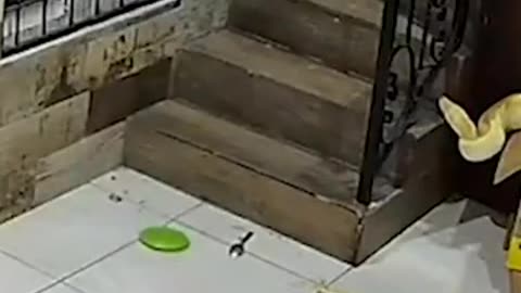 Snake Sneaks Into House and Scares Guy Coming Down Stairs!