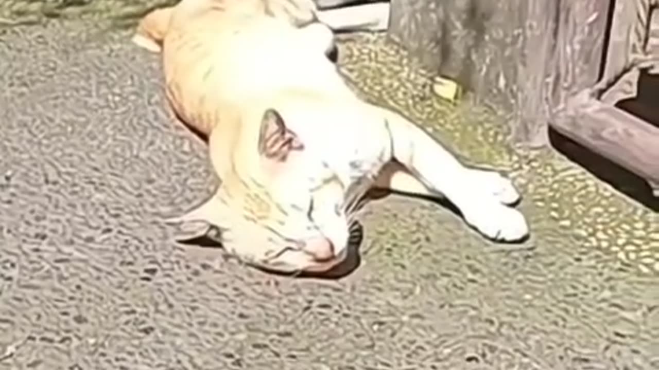 "Lunch Break Drama: One Nap, Two Chaos!"