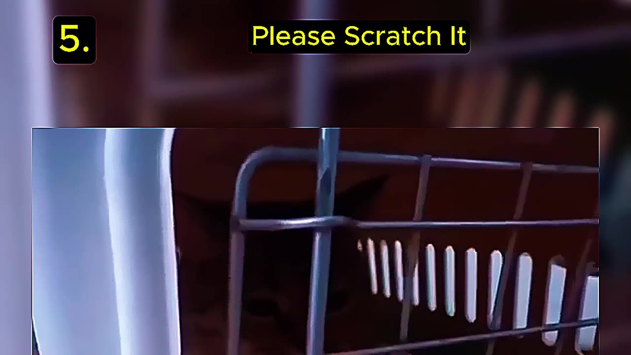 Top 5 strange cat behaviors