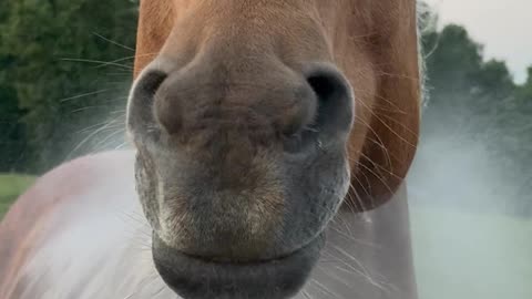 Horse Wiggles Mouth When Sprayed With Hose