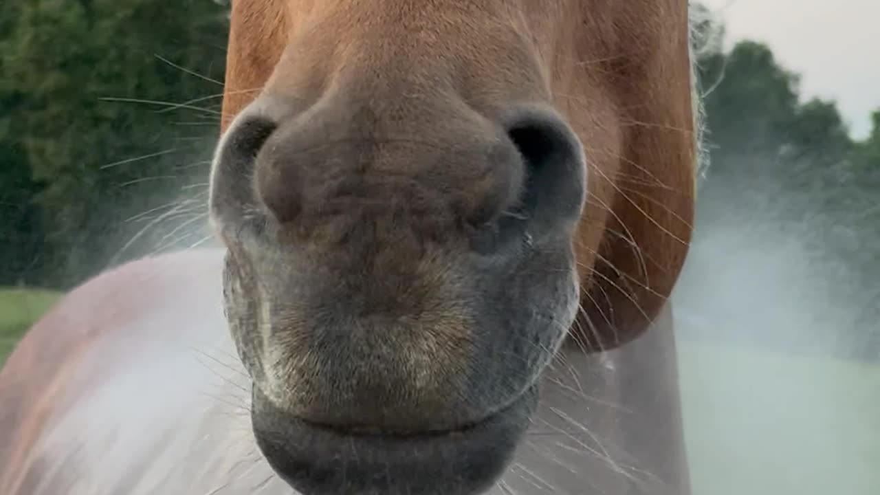 Horse Wiggles Mouth When Sprayed With Hose