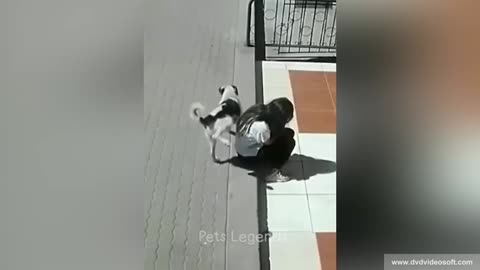 Funniest Animals