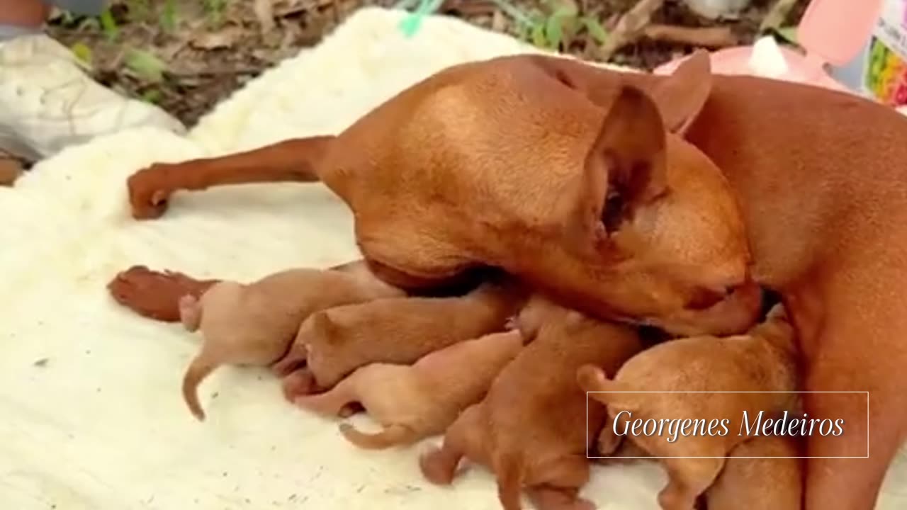 Rescuing an Unconscious Puppy: A Miracle in the Middle of the Woods! 🐶❤️