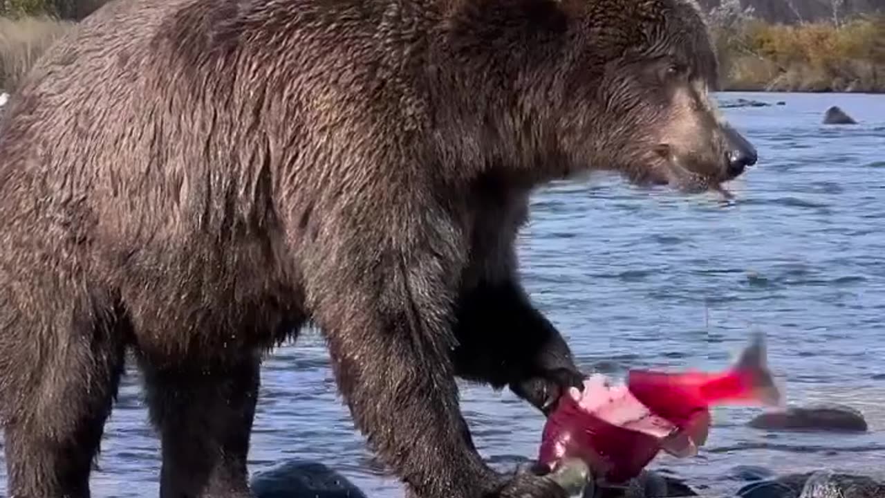 A brown bear easily catches a red salmon.
