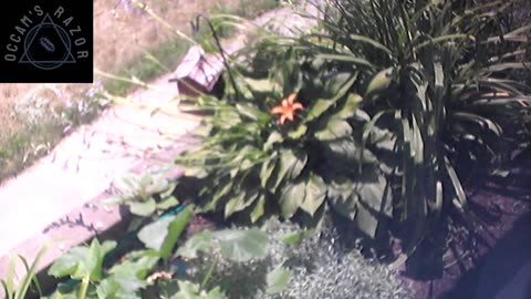 Butch the Sunflower