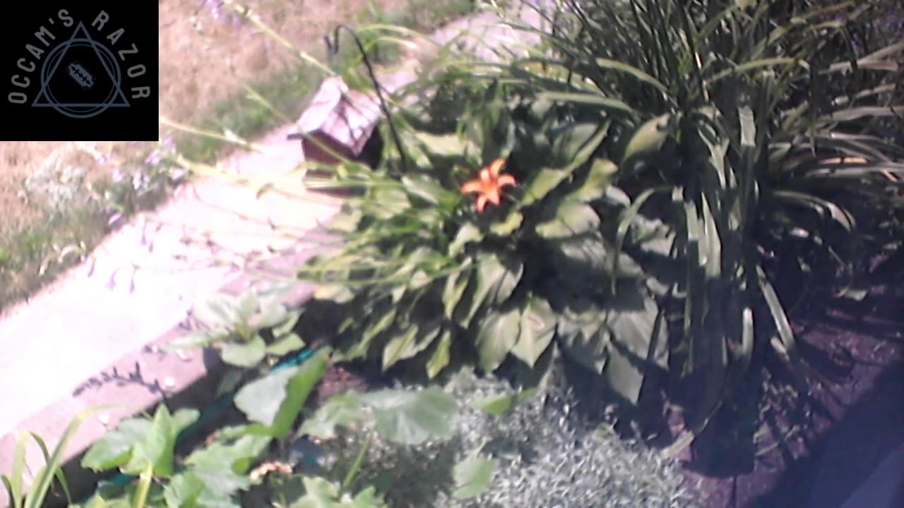 Butch the Sunflower