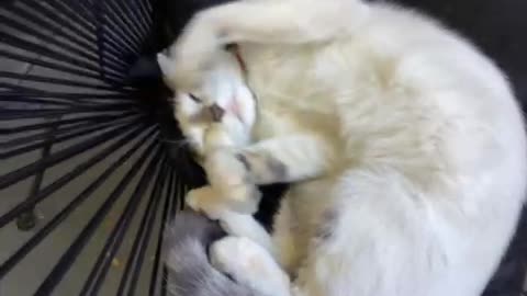 …cute
