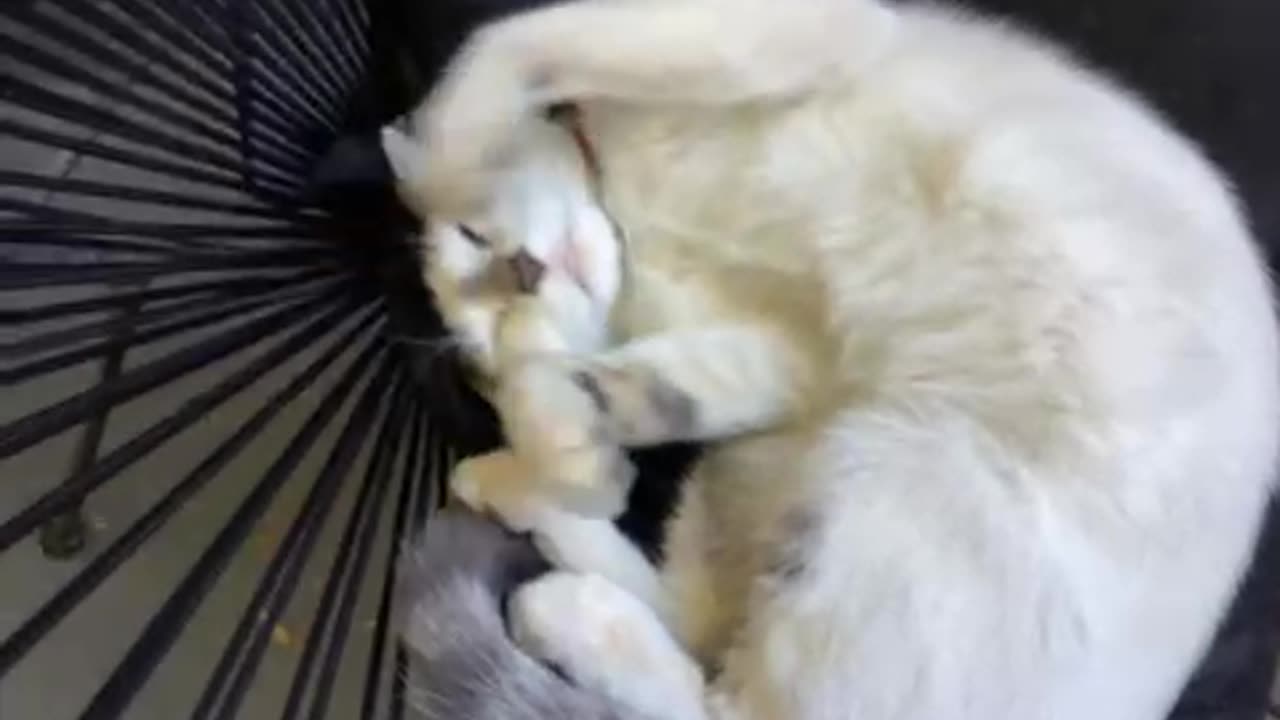 …cute