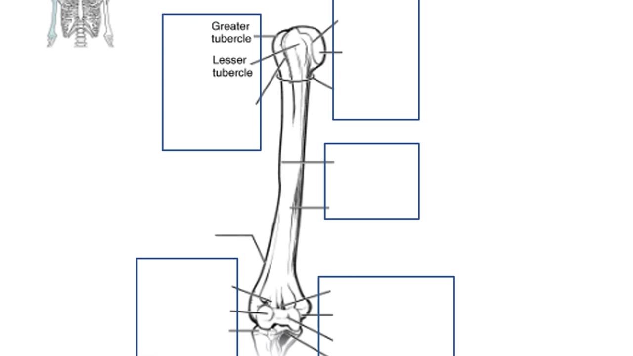 Practice identifying parts of the arm