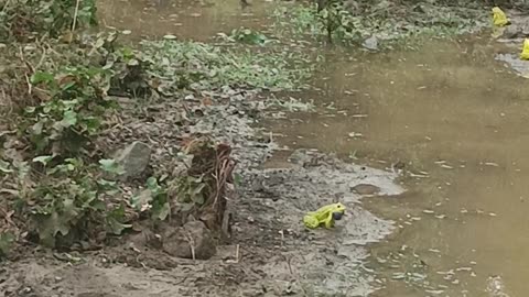 Green Frog
