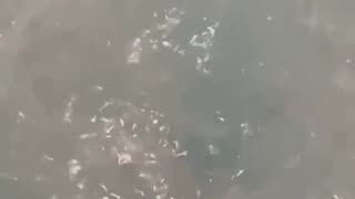 Jaws Bath Bomb