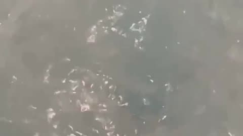 Jaws Bath Bomb