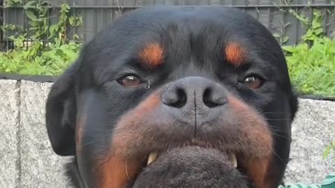 Dog's Comedy Videos 🤣 so cute videos 😍 funny videos 🤣 Live Camera HD 💗