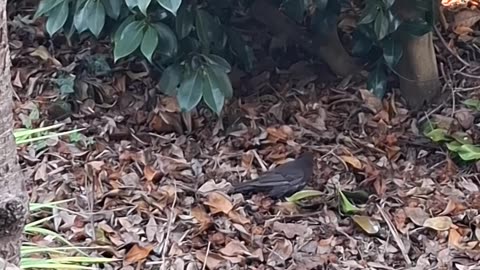 Blackbird Digging