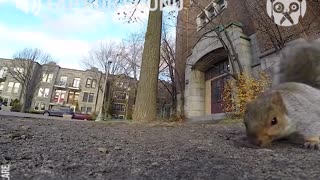 Nothing like getting mugged by a.....