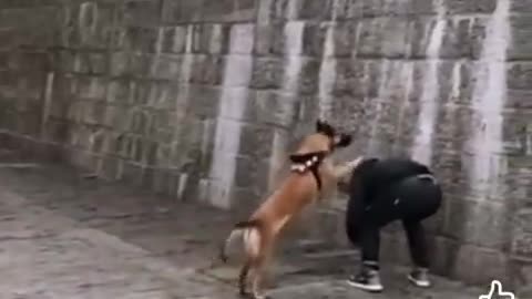 BarkCore