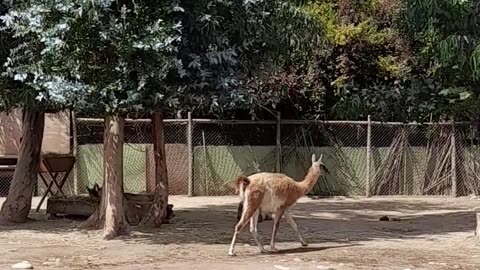 guanaco