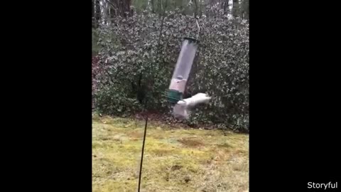 Funny animals