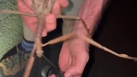 Stick bug?