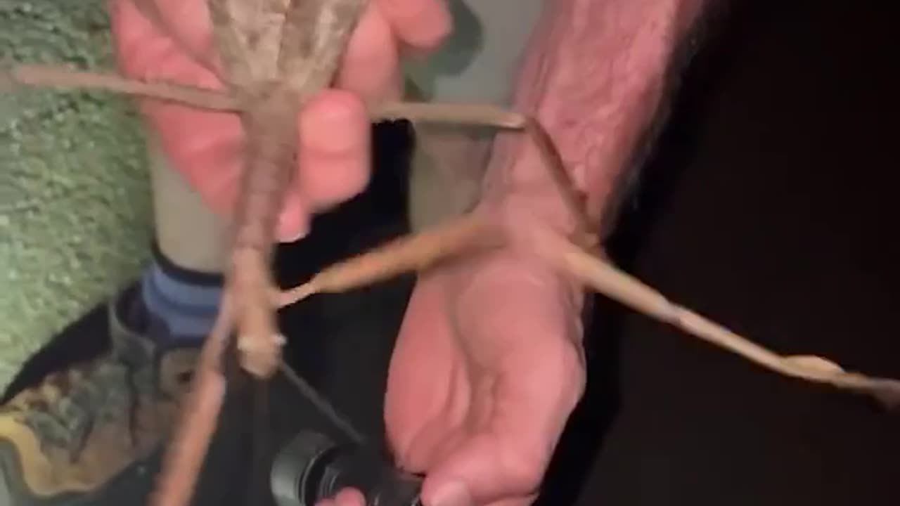Stick bug?