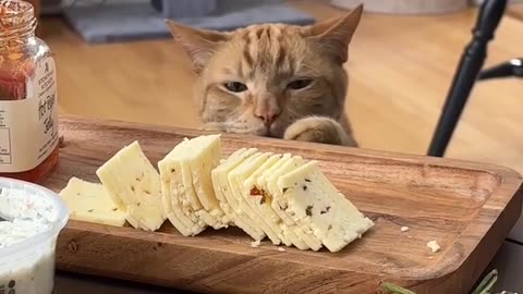 🤣🐾 You Won't Believe These Fast and Furrious Pets! | FunFM