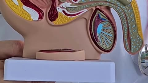 Can a Urologist Cure Male Fertility? | Male Fertility Doctor in Madurai