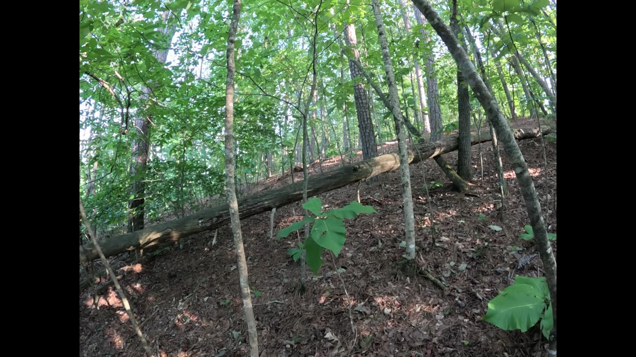 Can this retard make it to the tree before he touches lava Day: 4
