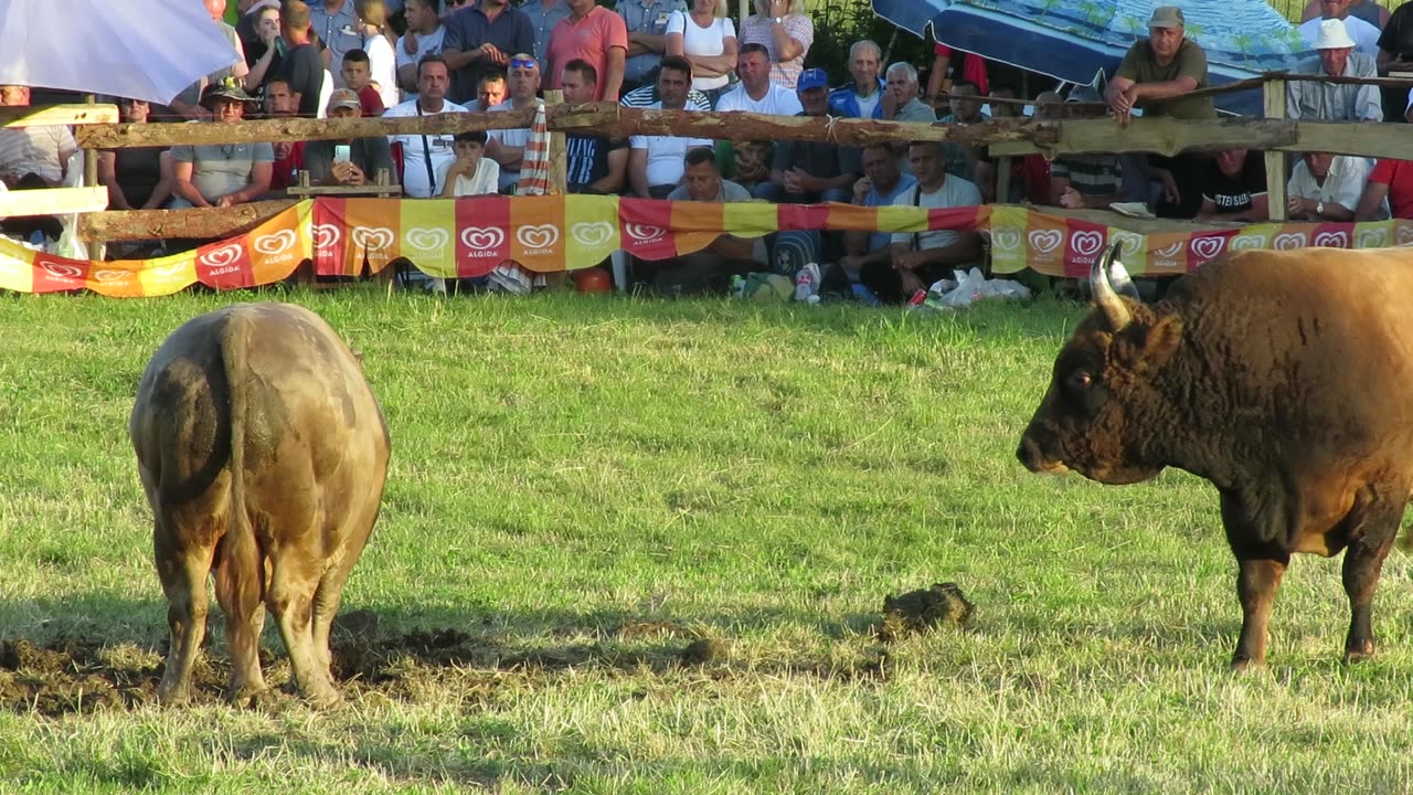 Čelan od Šamija vs Žuja od Tabakovića Banovići 2025