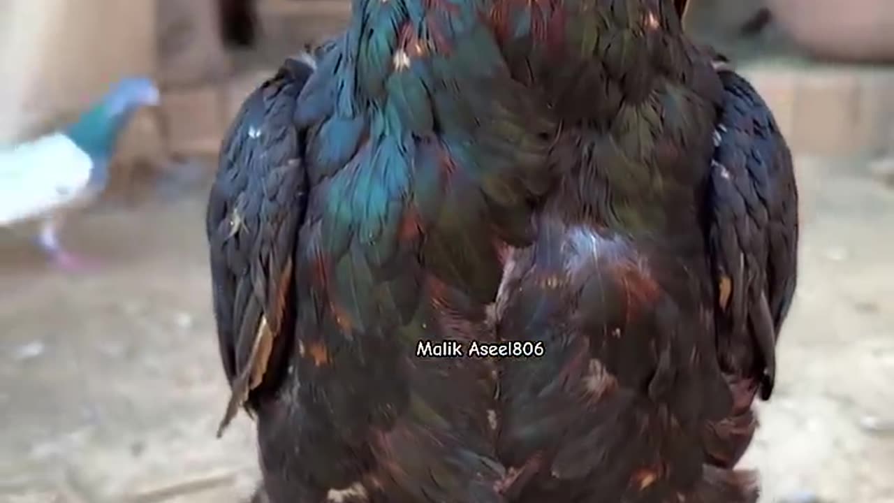 Cute chicks called out to their parents at the same time.#parents #birds
