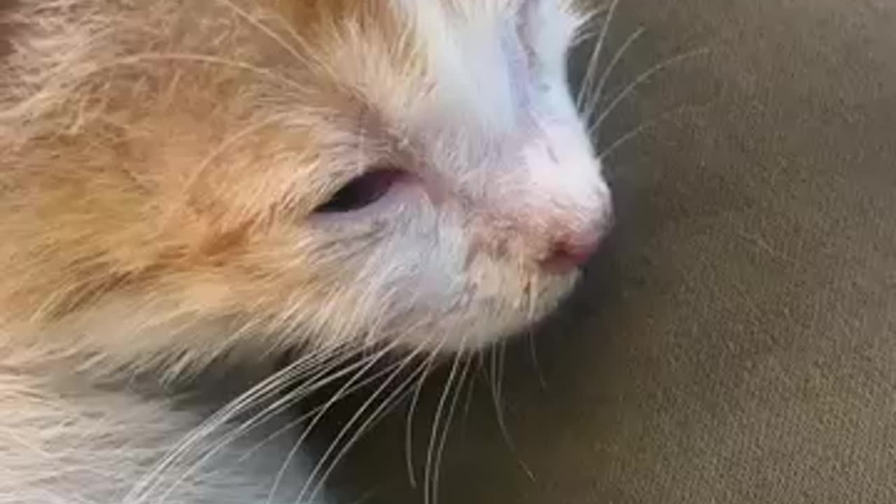 animals, pets, adorable animals, animal lovers, pet videos, funny pets, pet humor,