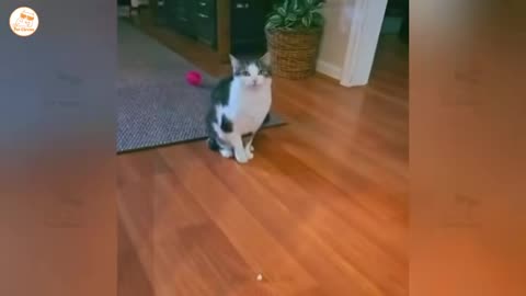 hilarious cats and dogs doing the funniest things part 009