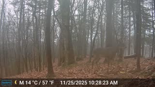 The Woods – 11/25/2025