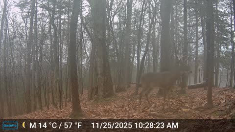 The Woods – 11/25/2025