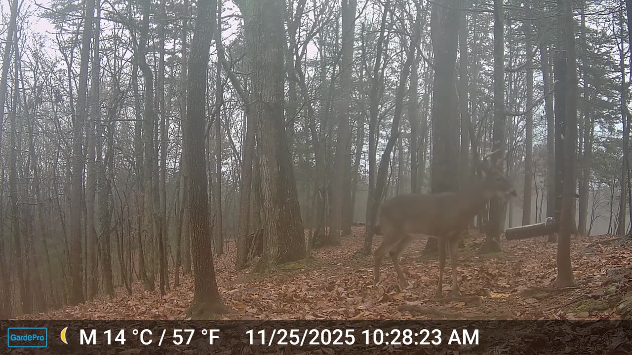 The Woods – 11/25/2025