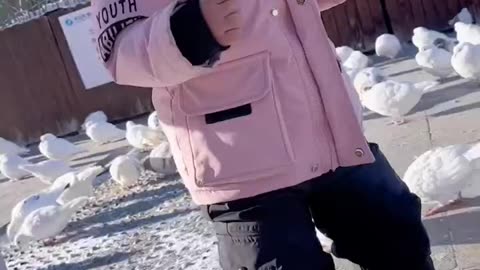 Power Of pigeon