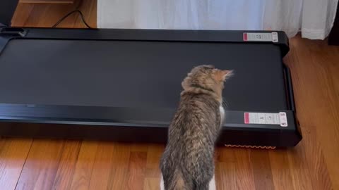 Cat Discovers Treadmill