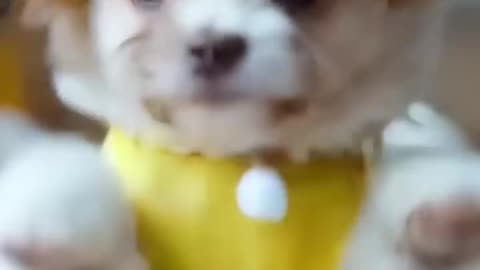 Cute dog doing the dududidam dance 😁❤️
