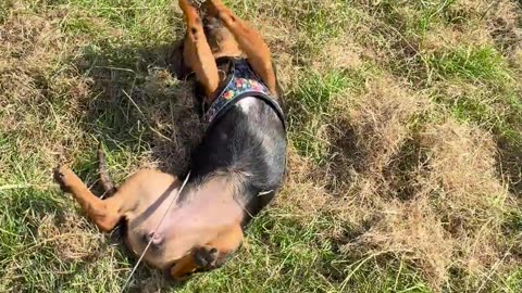 😭 You'll Relate to This Amazing Grass Smell! | FunFM