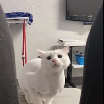 Funny cats video