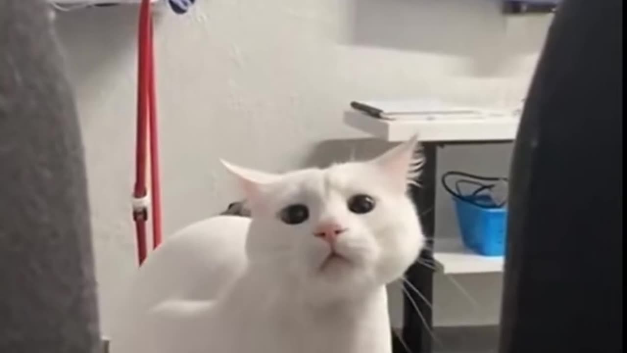 Funny cats video