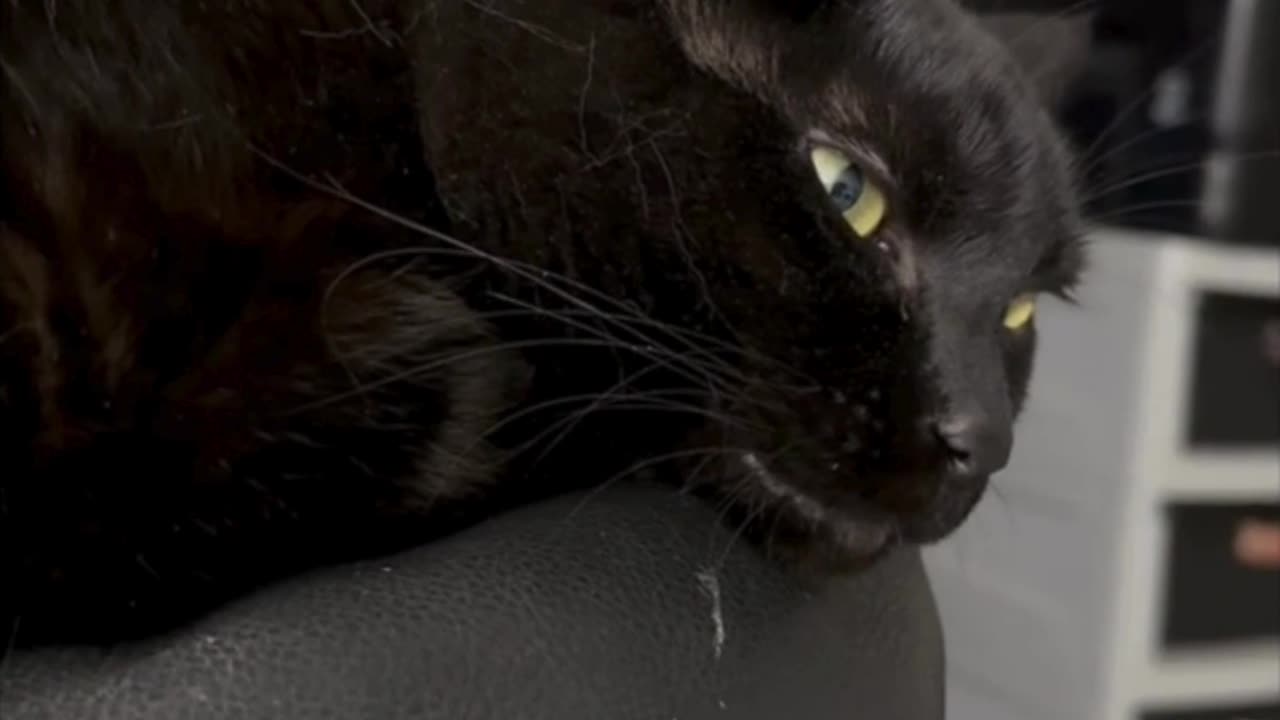 Cute Precious Piper is a Back of the Chair Cat - My Adopted Shelter Cat Vlog #shorts