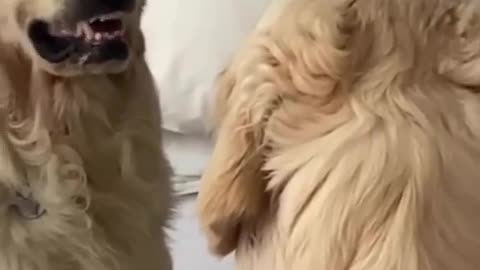 🤣😾 Dog's Angry Face Practice is HILARIOUS! | FunFM
