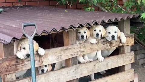 Cute Labrador Puppies Get Hosed Off