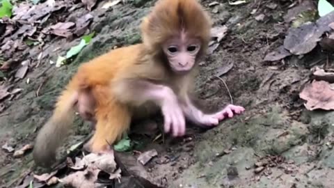 Cute monkey baby