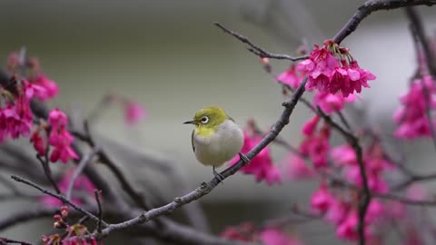 Cute animal Ep161
