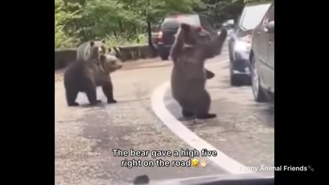 Funny Bears🐻 Funniest Animals Videos | Try Not To Laugh | 5 Minutes Best Videos