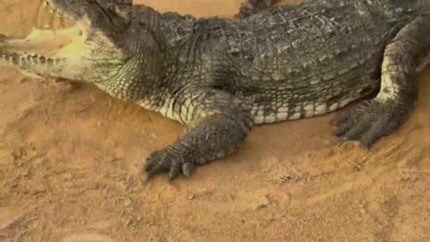 Crocodiles are afraid of shovels.
