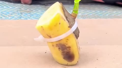 Growing Jackfruit from cuting #fruit #gardening #grafting #amazing #planting #jackfruit