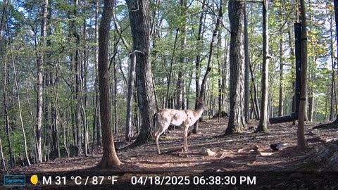 The Woods – 04/19/2025